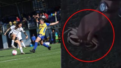Interrupción de un Partido Femenino por una Jaiba en Talcahuano - ¡Insólito: La Jaiba Detiene el Triunfo de Colo Colo Femenino!